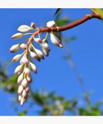 ファブリックミスト（月桃）/Free as a Bird/mini/ギフト